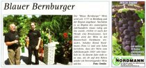 Pressebeitrag 'Blauer Bernburger' Wochenspiegel 05.08.2009